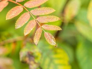 Rowan branches with yellow leaves in the autumn park.