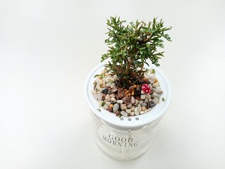 Pot of Miniature Plant with water at bottom, white floor 