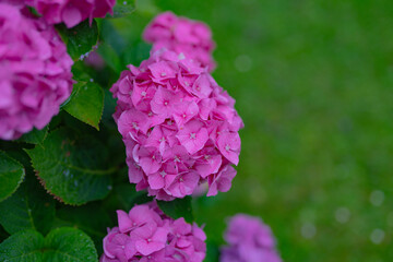 Hydrangeas. Natural background. Flower in bloom. Flowers in bloom. Hydrangeas blooming in garden. Hydrangea or Hortensia flower. Hydrangea flowers. bush of hydrangea.