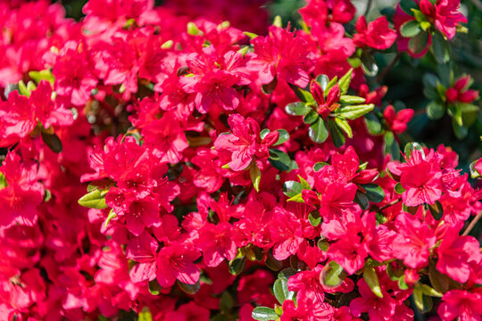 Macro of flowering azalea plant. Exotic flower. Natural flower plant. Flora nature. Bright blooming azalea flower in nature. Azalea pink flower. Flowering nature closeup