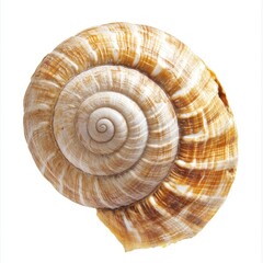 Close-up of a spiral snail shell isolated on white background.