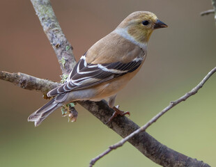 Gold Finch Perched