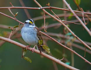 Sparrow perched on a branch
