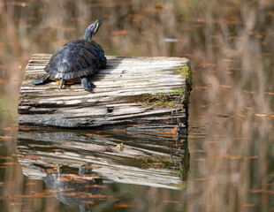 Red Eared Slider