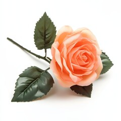 Single peach rose with green leaves isolated on white.