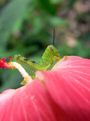 Close up of a grasshopper insect on a red flower on a plant in a garden