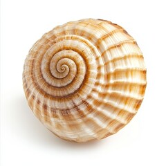 Obraz premium Close-up of a spiral seashell on white background. (1)