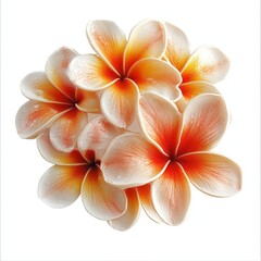 Fototapeta premium Close-up of several orange and white plumeria flowers.