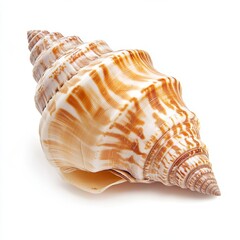 Detailed close-up of a spiral seashell with brown and white stripes isolated on white background.