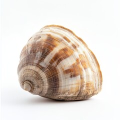 Obraz premium Single brown and white seashell isolated on white background.