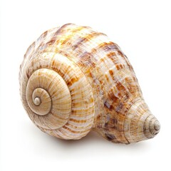 Obraz premium Large spiral seashell isolated on white.