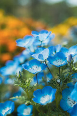 flowers in the water