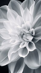 Close-up of white dahlia flower petals