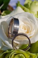Gorgeous wedding rings elegantly placed on lush, delicate roses, perfectly symbolizing deep love...