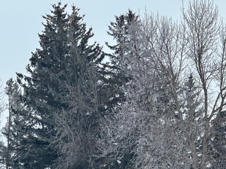 Snowy trees
