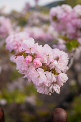 pink cherry blossom