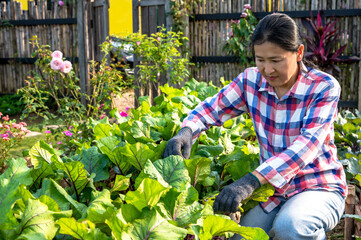 Asian woman gardener working in rural agriculture farm