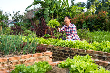 Asian gardener woman working and collecting green lettuce in garden