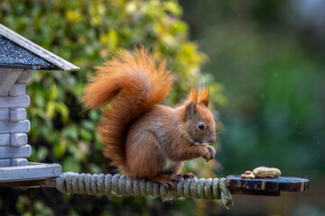 ein Eichhörnchen beim fressen