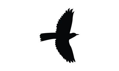 Flying Thrush Bird Silhouette Design  And Vector Illustration. 