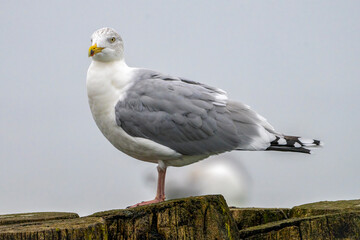 Eine Möwe auf einer Buhne an der Ostsee