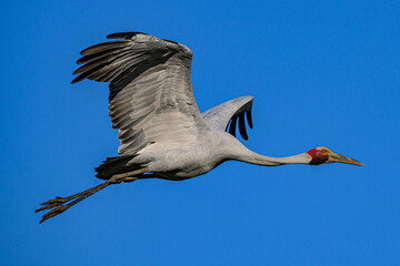 Brolga crane 0005