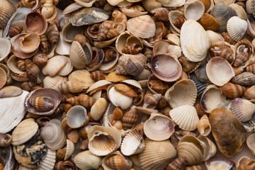 Sea shells. Marine mollusk shell. Marine background. Texture of the ocean shells. Seashell background. Sea shells pattern. Seashell background.