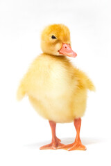 close up of yellow baby duck isolated on white background