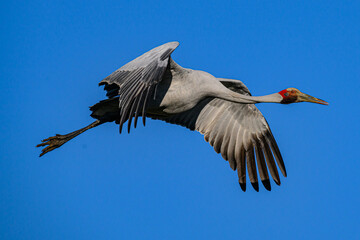 Brolga crane 0002