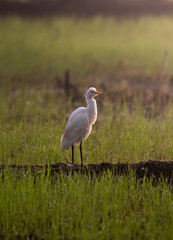 blue heron