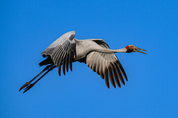 Brolga crane 0001