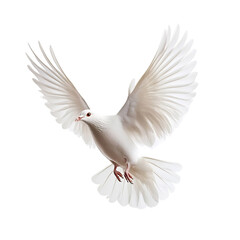 Fototapeta premium Graceful White Dove in Flight,Symbol of Peace and Tranquility