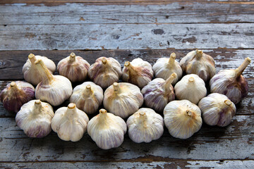 Organic Red Russian Garlic Bulbs Farmers Market