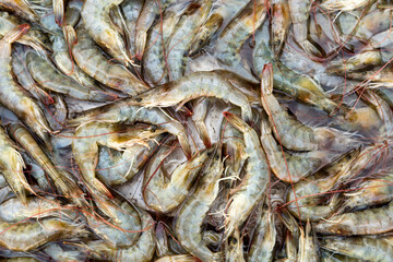 Raw Uncooked Shrimp Fish Market