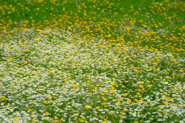 Fototapeta premium Spring chamomile field. Natural herbal treatment. Chamomile flowers field. Summer Daisies. Blooming medical chamomilles.