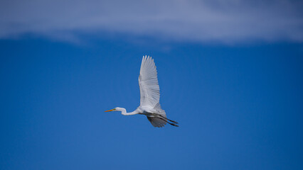 seagull on sky