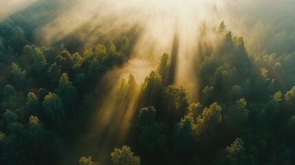 Sunlight Breaking Through Fog Over Lush Green Forest Canopy Landscape