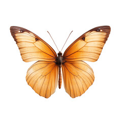 Fototapeta premium Magnificent Orange and Brown Butterfly with Delicate Ethereal Wings