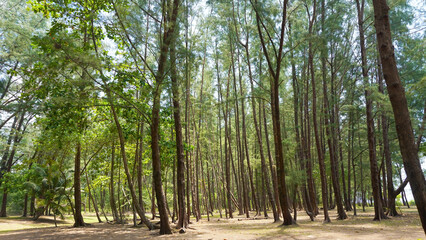 Fototapeta premium Sunlight Filtering Through a Pine Forest: A serene and tranquil forest landscape, showcasing a sun-drenched path lined with tall, majestic pine trees, casting dappled shadows and inviting exploration.
