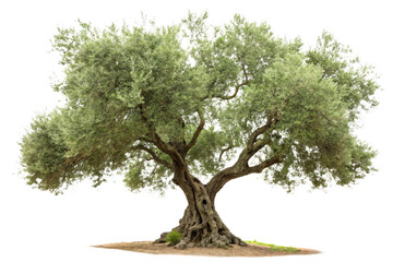 A majestic ancient olive tree with twisted, gnarled trunk and dense green foliage, radiating a timeless Mediterranean allure, isolated on a transparent background