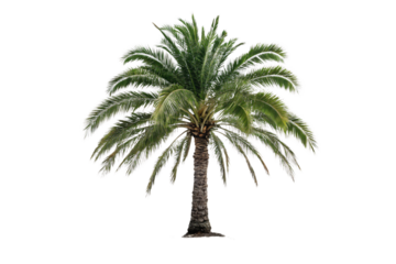 An elegant palm with lush, circular fan-shaped leaves, brown barked trunk, symbolizing tropical freshness and durability, against on a transparent background