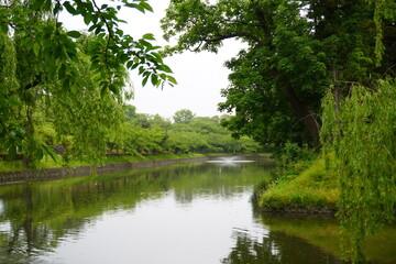 鶴岡公園外堀の新緑（山形県鶴岡市荘内神社）