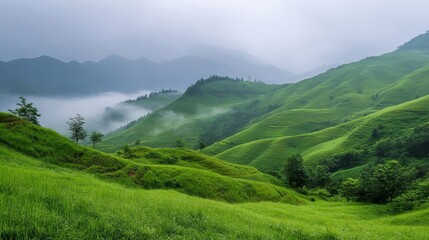 Fototapeta premium Lush green hill, wallpaper, background shrouded in mist, creating a serene and tranquil landscape.