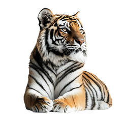 Fototapeta premium Majestic Bengal Tiger Sitting in Wilderness