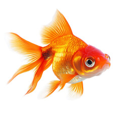 Majestic Goldfish Captured in Underwater Aquarium Scene with Vibrant Colors and Graceful Movements