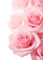 Fototapeta premium PNG Rose backgrounds abstract flower.