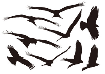 eagle shadow set of silhouettes of birds