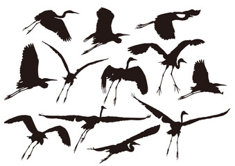 white herons set of silhouettes of birds shadow