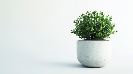 A small, lush green plant in a minimalist white pot against a plain background.