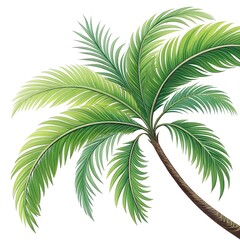 Fototapeta premium palm tree isolated on white